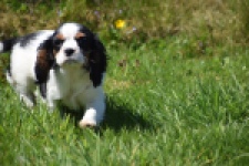 Cavalier King Charles Spaniel (reu) 30651