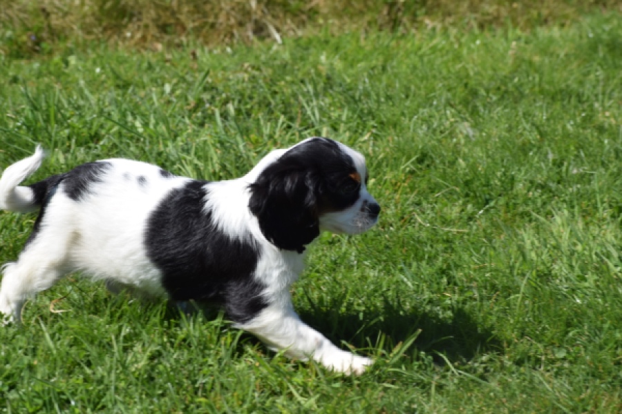 Cavalier King Charles Spaniel (reu) 30651