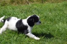 Cavalier King Charles Spaniel (reu) 30651