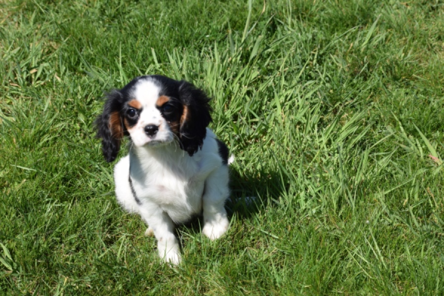 Cavalier King Charles Spaniel (reu) 30651