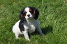Cavalier King Charles Spaniel (reu) 30651