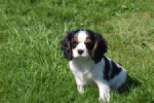 Cavalier King Charles Spaniel (reu) 30651