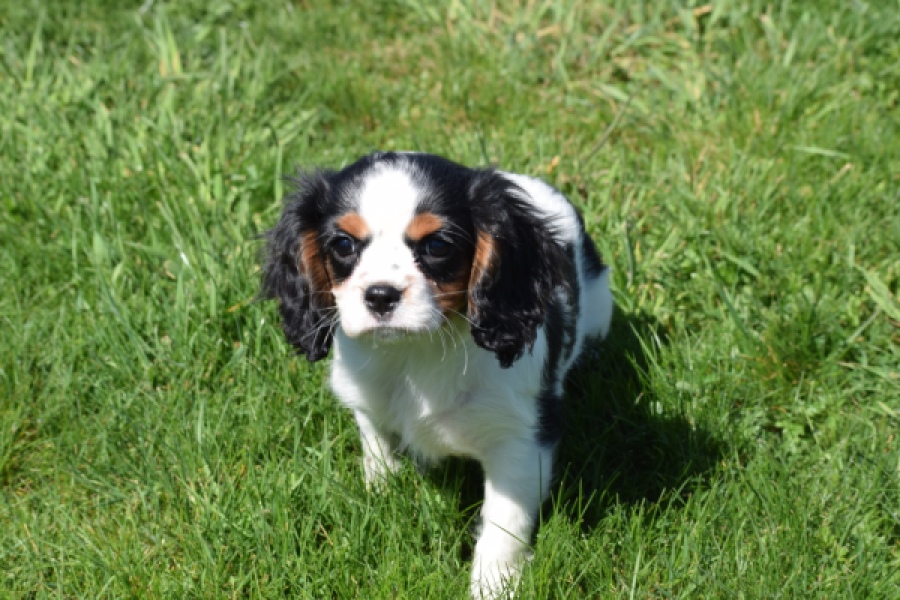 Cavalier King Charles Spaniel (reu) 30651