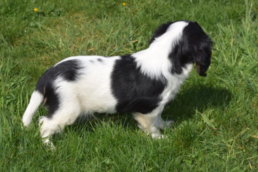 Cavalier King Charles Spaniel (reu) 30651