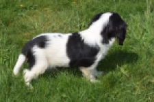 Cavalier King Charles Spaniel (reu) 30651
