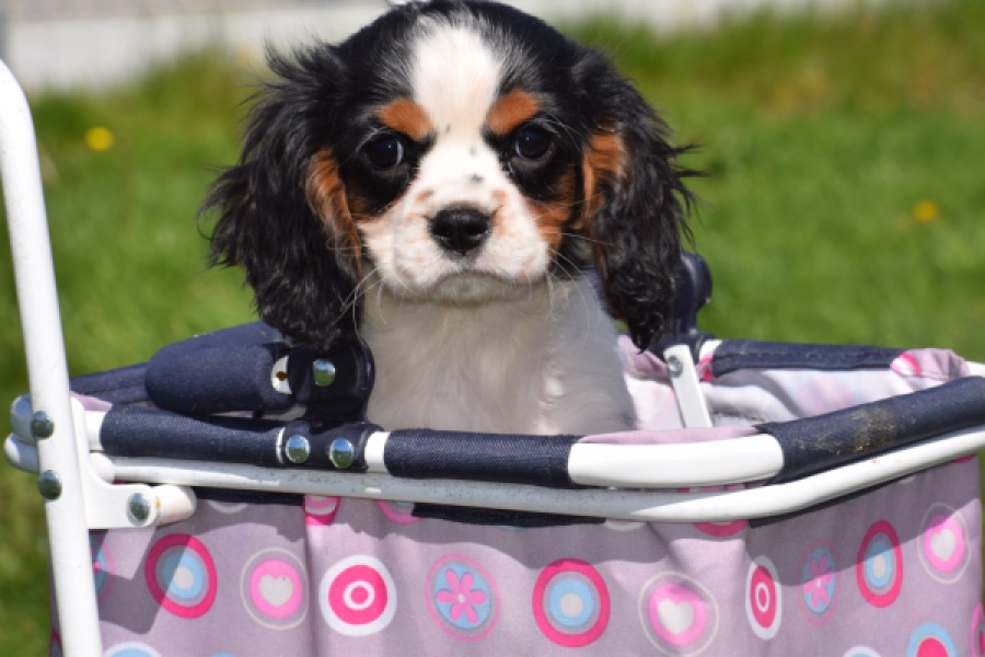 Cavalier King Charles Spaniel (reu) 30651