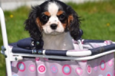 Cavalier King Charles Spaniel (reu) 30651