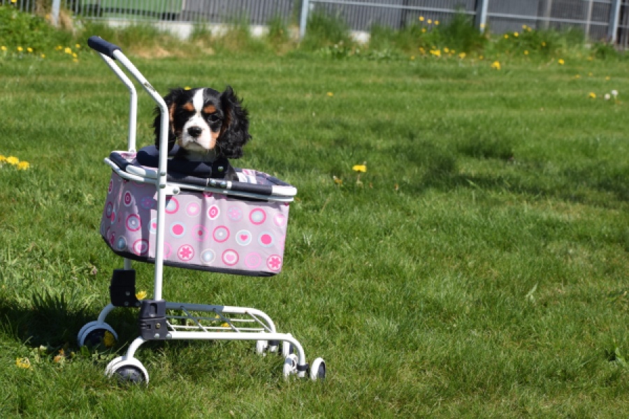 Cavalier King Charles Spaniel (reu) 62728