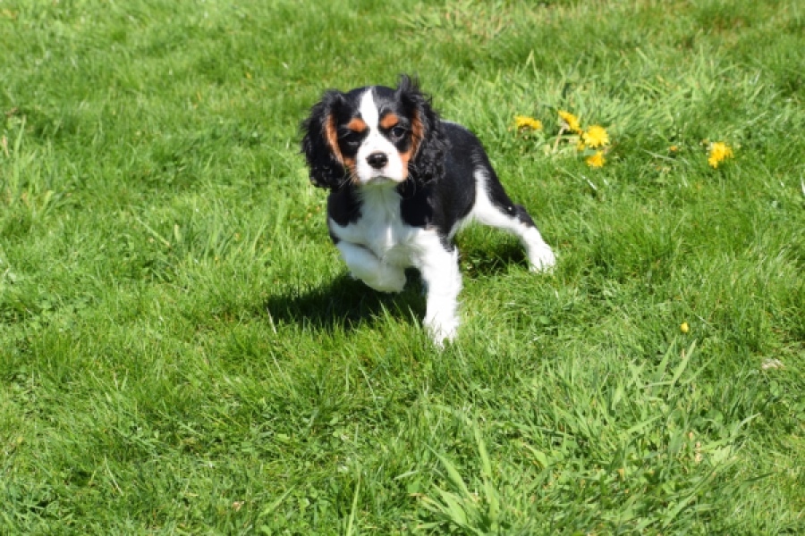 Cavalier King Charles Spaniel (reu) 62728