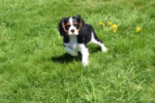 Cavalier King Charles Spaniel (reu) 62728