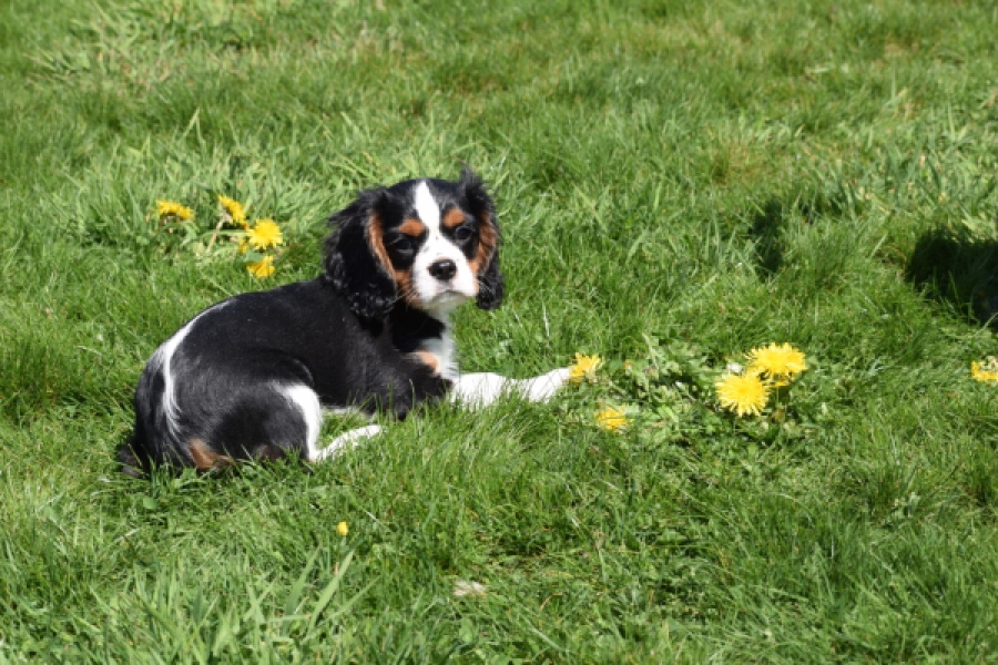 Cavalier King Charles Spaniel (reu) 62728