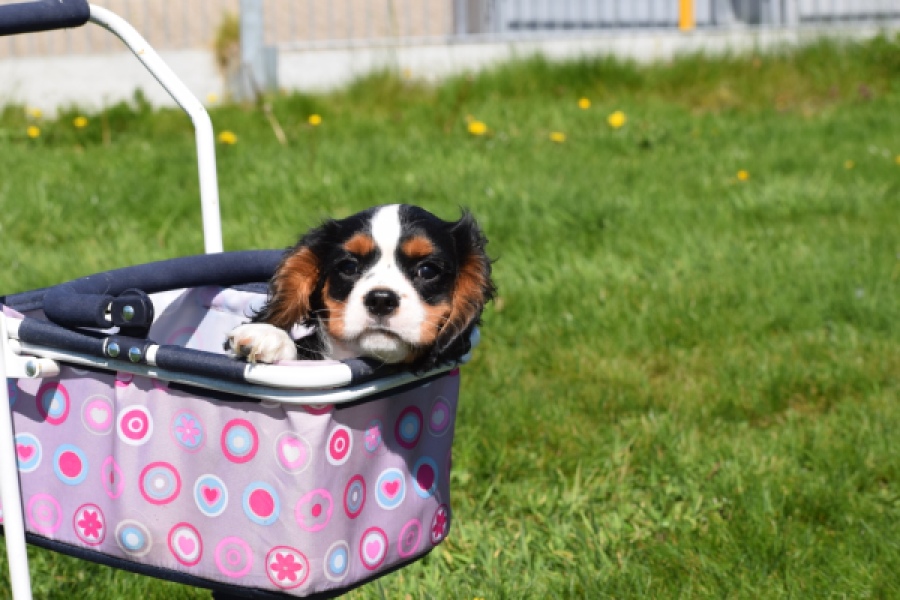 Cavalier King Charles Spaniel (reu) 62728