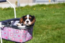 Cavalier King Charles Spaniel (reu) 62728