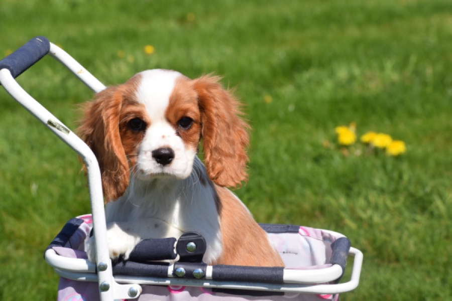 Cavalier King Charles Spaniel (teef) 65307