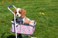 Cavalier King Charles Spaniel (teef) 65307