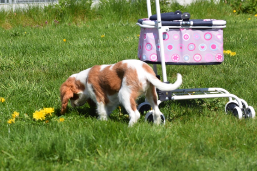 Cavalier King Charles Spaniel (teef) 65307