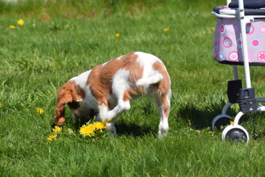 Cavalier King Charles Spaniel (teef) 65307