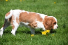 Cavalier King Charles Spaniel (teef) 65307