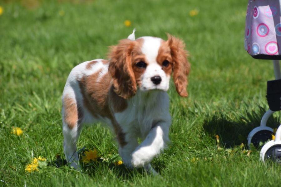 Cavalier King Charles Spaniel (teef) 65307