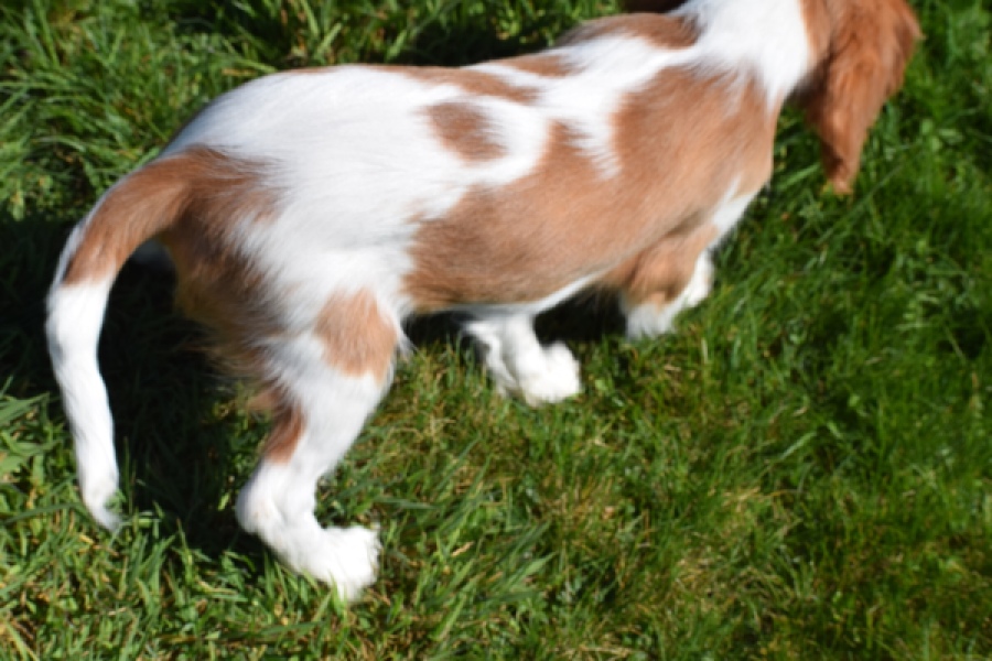 Cavalier King Charles Spaniel (teef) 65307