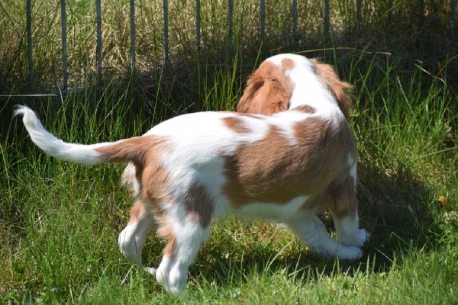 Cavalier King Charles Spaniel (teef) 65307