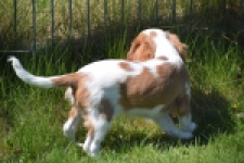 Cavalier King Charles Spaniel (teef) 65307