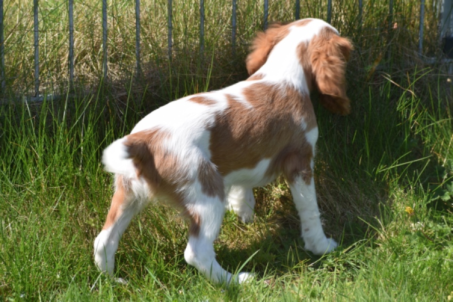 Cavalier King Charles Spaniel (teef) 65307