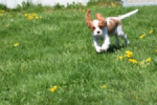 Cavalier King Charles Spaniel (teef) 65307