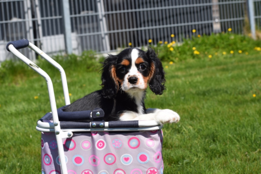 Cavalier King Charles Spaniel (reu) 62904