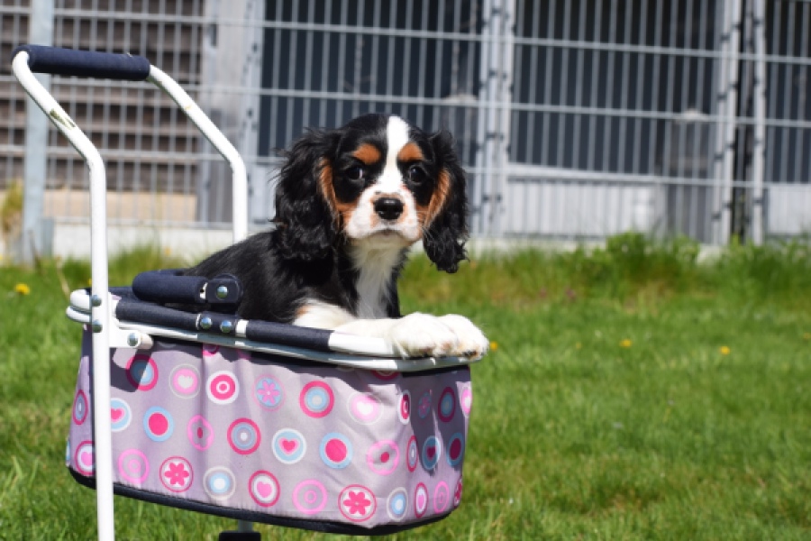 Cavalier King Charles Spaniel (reu) 62904