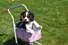 Cavalier King Charles Spaniel (reu) 62904