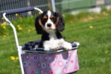 Cavalier King Charles Spaniel (reu) 62904