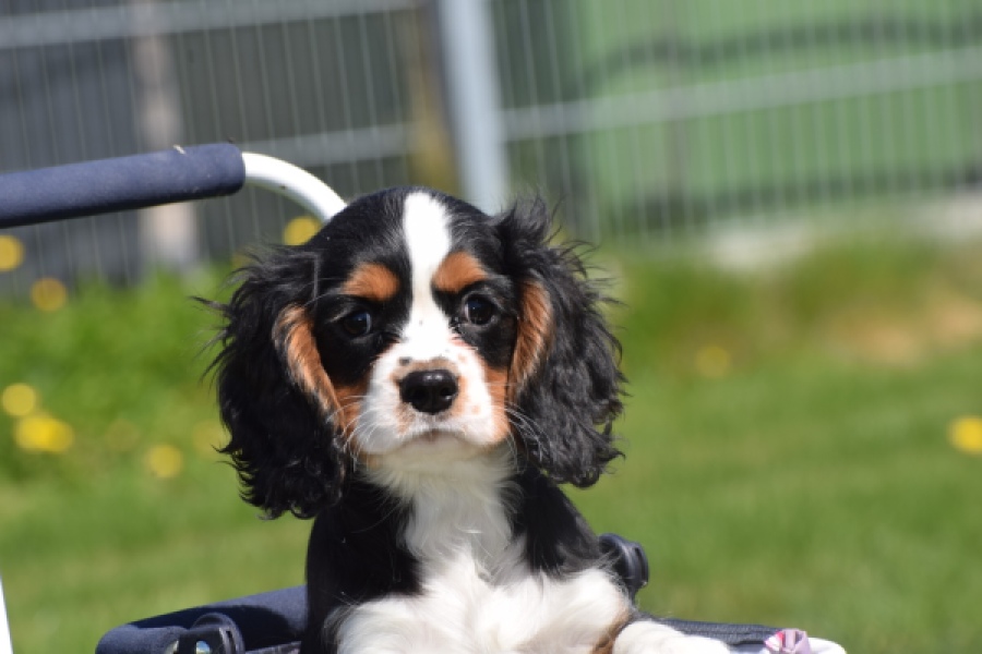 Cavalier King Charles Spaniel (reu) 62904