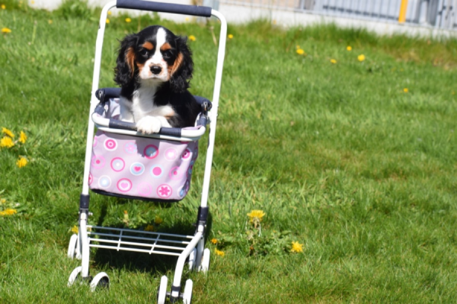 Cavalier King Charles Spaniel (reu) 62904