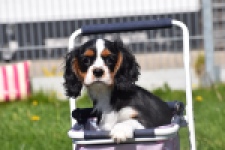 Cavalier King Charles Spaniel (reu) 62904