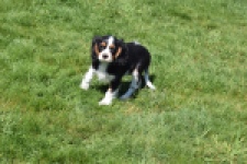 Cavalier King Charles Spaniel (reu) 62904