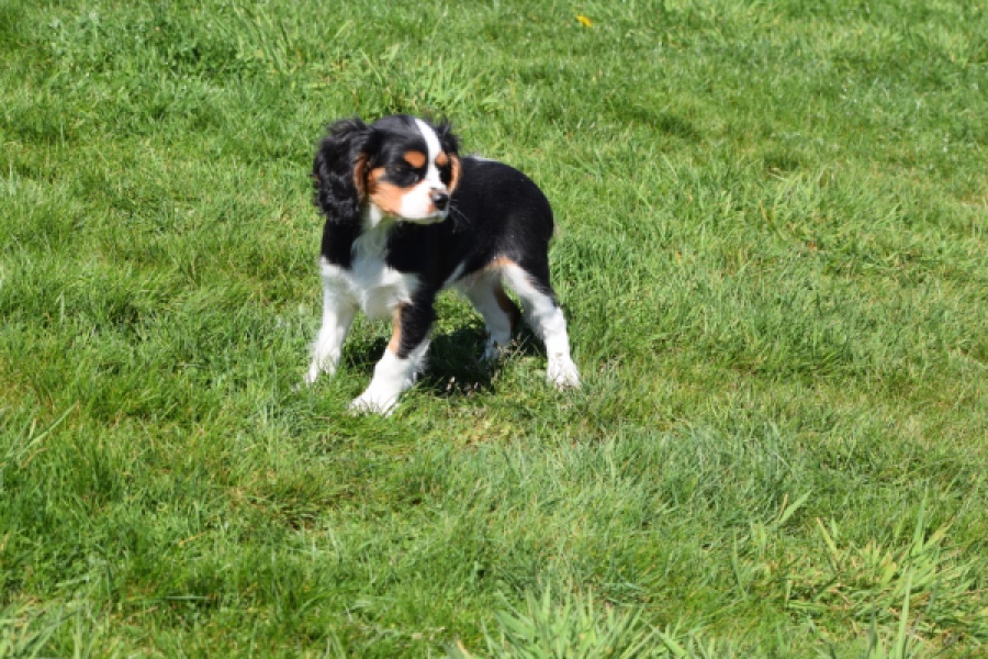 Cavalier King Charles Spaniel (reu) 62904
