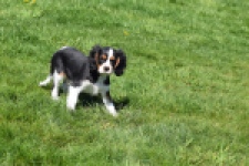 Cavalier King Charles Spaniel (reu) 62904