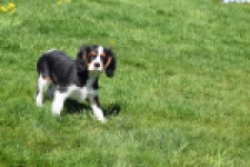 Cavalier King Charles Spaniel (reu) 62904