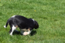 Cavalier King Charles Spaniel (reu) 62904