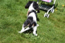 Cavalier King Charles Spaniel (reu) 62812