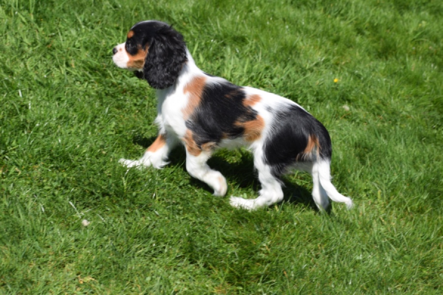 Cavalier King Charles Spaniel (reu) 62812