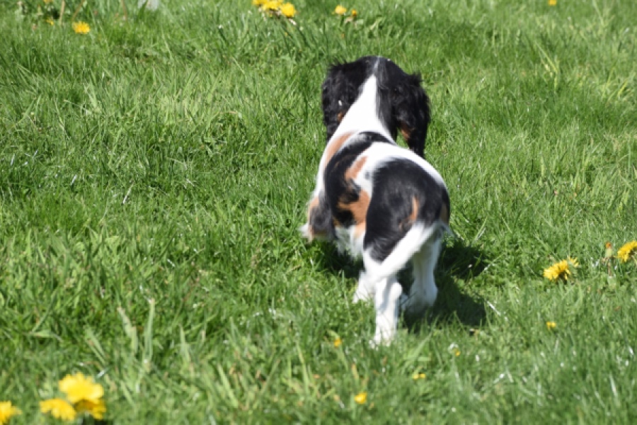 Cavalier King Charles Spaniel (reu) 62812