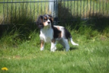 Cavalier King Charles Spaniel (reu) 62812