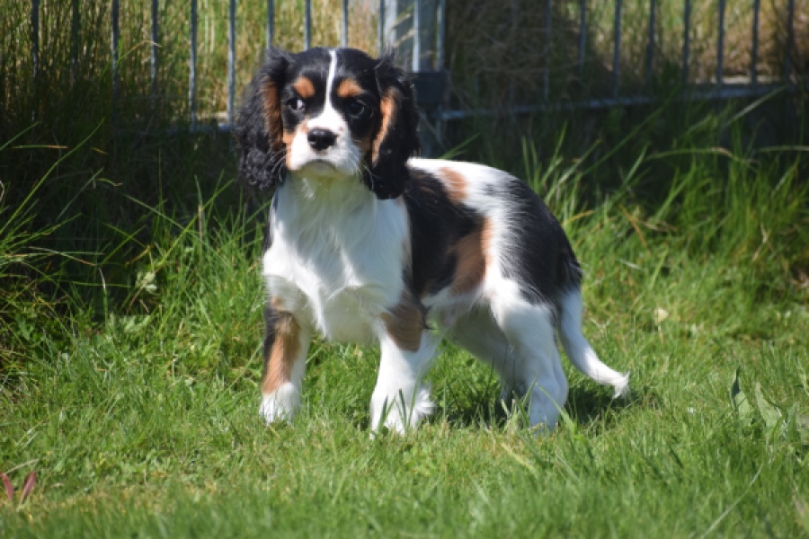 Cavalier King Charles Spaniel (reu) 62812