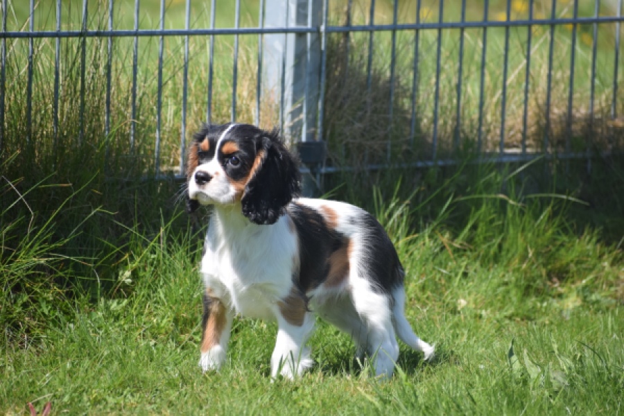 Cavalier King Charles Spaniel (reu) 62812