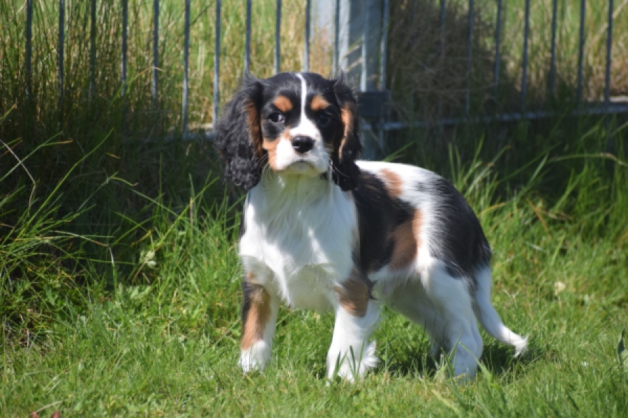 Cavalier King Charles Spaniel (reu) 62812