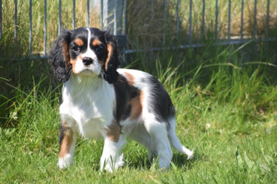 Cavalier King Charles Spaniel (reu) 62812