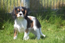 Cavalier King Charles Spaniel (reu) 62812