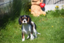 Cavalier King Charles Spaniel (reu) 62812